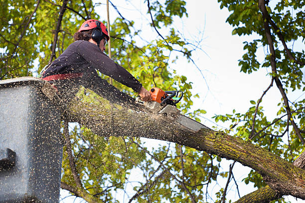 Best Best Tree Removal Services  in Ele, AR